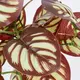 GloboStar® RED PEPEROMIA 78297 Τεχνητό Φυτό Πεπερόμια Κοκκ. - Μπουκέτο Διακοσμητικών Φυτών - Κλαδιών με Φύλλωμα Κόκκινο - Λευκό Υ30cm